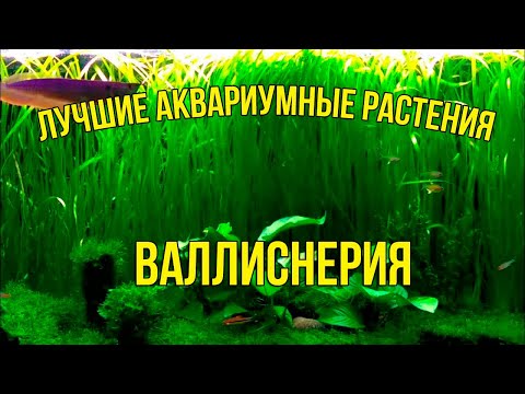 Видео: 5 минут — и Ваша ВАЛЛИСНЕРИЯ Растёт как Сумасшедшая!