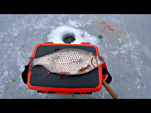 Видео: ПЛОТВА КРУПНЕЕ ЩУКИ! Рыбалка на лесном озере на мормышку и жерлицы.