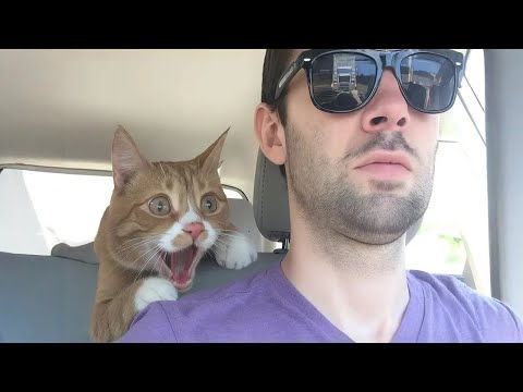 Видео: Я хотела кошку, но Бог дал мне королеву драмы! 😹