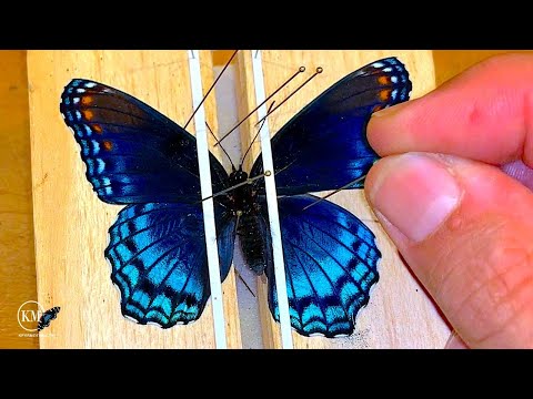 Видео: Как самостоятельно закрепить образец бабочки для научной коллекции. Полное руководство.
