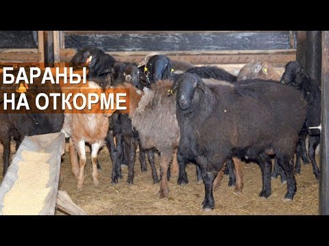Видео: Бараны-производители на откорме. Эксперимент. Селекционно-генетический центр. ООО Волгоград-Эдильбай