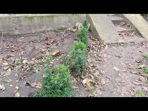 Видео: Пройшло пів осені після нітроамофоски