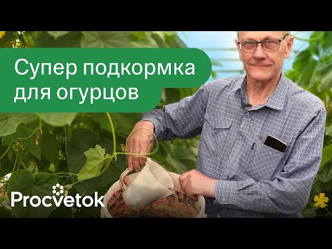 Видео: 1 ЛИТР ПОД ОГУРЦЫ, и они засыпят урожаем и не будут желтеть! Натуральные удобрения для огурцов