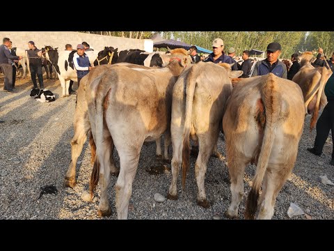 Видео: АНДИЖОН ШАХРИХОН ЖУЧА МОЛ БОЗОРИ БУГУН АВЖДА БУЛДИ ХАМА КУРСИН 