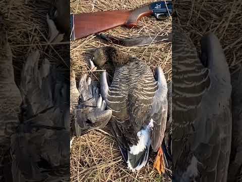 Видео: Охота 04.23  гусь