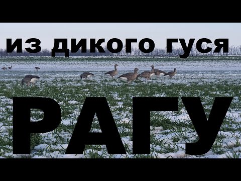 Видео: РАГУ ИЗ ДИКОГО ГУСЯ. ОХОТА НА КУБАНИ. РЕЦЕПТЫ СЮФ