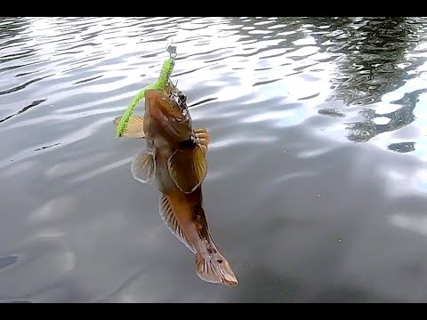 Видео: Ловля бычка на Джиг в пресной воде