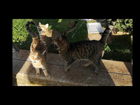 Видео: Отдых в ХОРВАТИИ. Каменяк. Завтрак в Пуле. Кошки в Медулине.