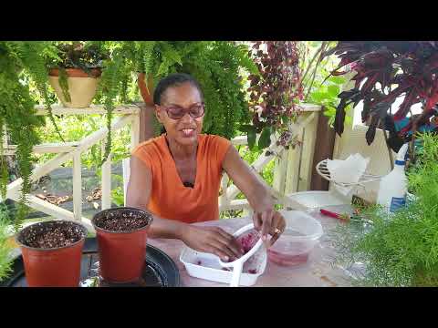 Видео: Вырастите пышные растения спаржи Шпренгера из семян