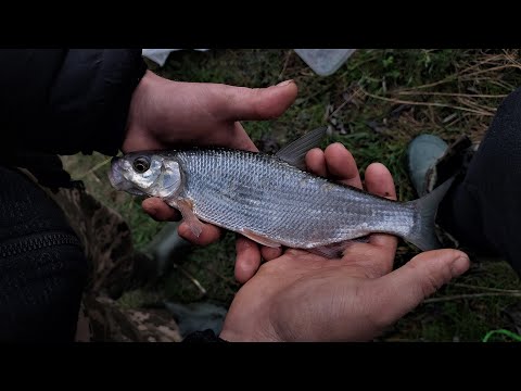Видео: р. ДНІСТЕР, с. Побережжя. Ловля верхушки!!!! СКІЛЬКИ тут ВЕРХУШКИ???