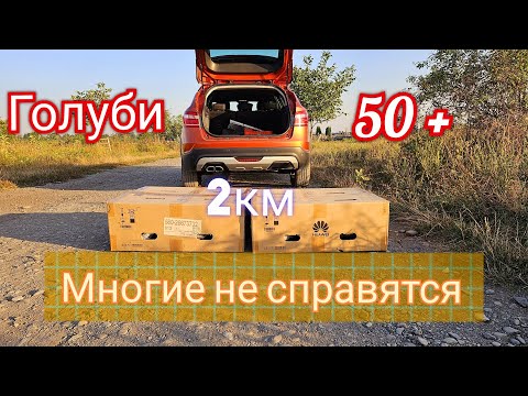 Видео: Парадокс 2 км а голуби уже другие