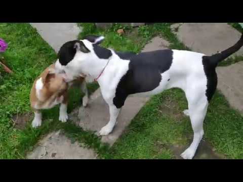 Видео: Американский бульдог Жора держит в ужасе всех окружающих\ #americanbulldog #американскийбульдог