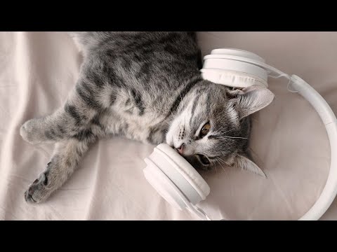 Видео: Успокаивающая арфа для кошек с мурлыканьем 😽 Успокаивающая кошачья музыка