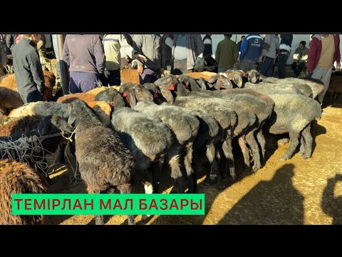 Видео: Қой,ешкі,қошқар,тоқты бағалары 01.11.25ж