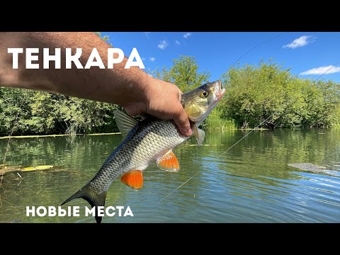 Видео: ТЕНКАРА x В ДАЛЬНИЙ ПУТЬ ЗА ГОЛАВЛЯМИ #128 