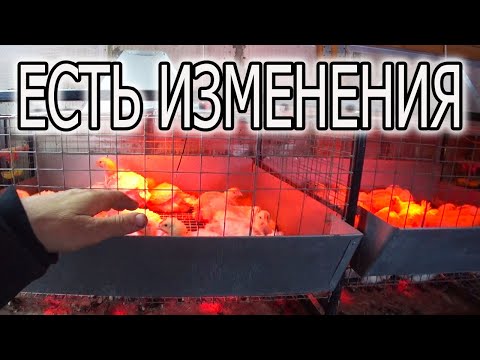 Видео: ЧТО НОВОГО В ПТИЧНИКЕ