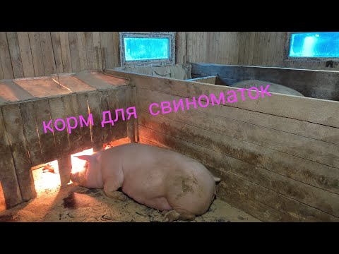 Видео: корм для свиноматок лакто