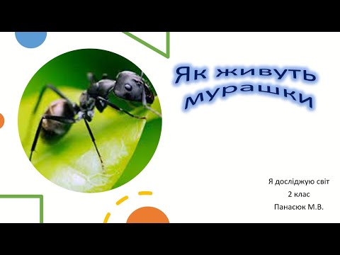 Видео: Мурахи . Як живуть мурашки.