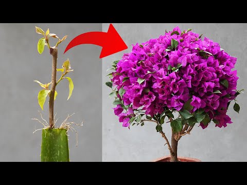 Видео: Этот секрет поможет вам легко размножить любой цветок