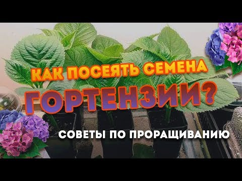 Видео: Как посеять семена Гортензии? Особенности выращивания!