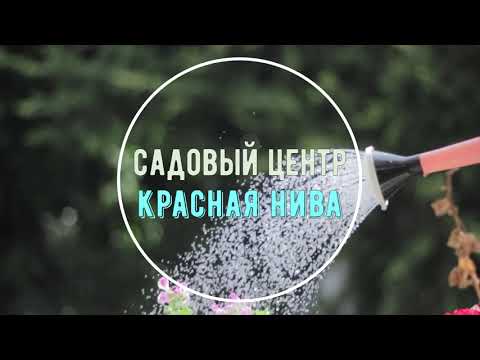 Видео: Уход за орхидеями.