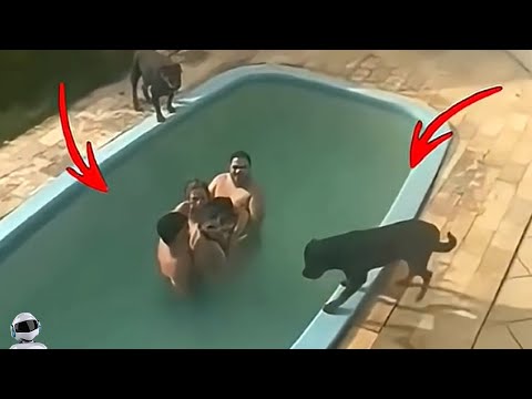 Видео: Такого Они Точно не Ожидали / Случаи с Животными, Снятые на Камеру