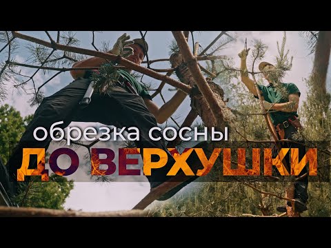 Видео: Сосна. Художественная обрезка, когда не знаешь, с чего начать. 2й год формирования