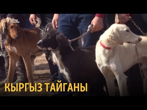 Видео: Жылкыга тете кыргыз тайганы
