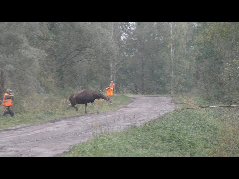 Видео: ОТКРЫТИЕ ЗАГОННОЙ ОХОТЫ 2025!!!!ЧИПСЫ ИЗ ЛОСЯТИНЫ!!!!