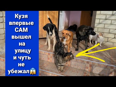 Видео: Кузя ходит😲 идеально, СМОТРЕТЬ ВСЕМ!😱 Готовим вислоушку к отправке😍.