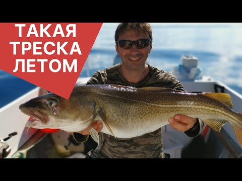 Видео: Морская рыбалка в Баренцовом море | Ура-Губа | Как поймать треску летом