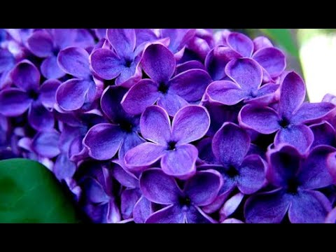 Видео: Валяем веточку сирени. МК