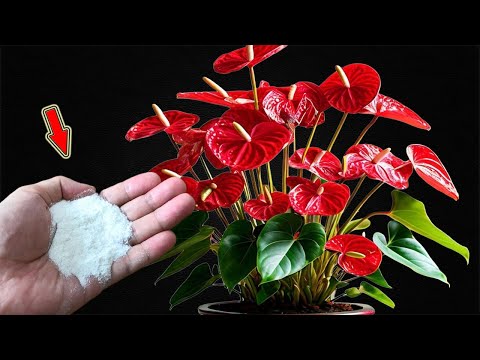 Видео: Посыпьте корни небольшим количеством средства, и тысячи цветов будут цвести круглый год!