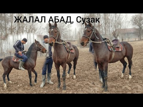 Видео: Ат  1 кундо сатылды, реклама учун 0550353737 Жалал-Абад каналы кызматыныздарда ватсап