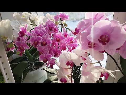 Видео: ОРХИДЕЯ ЛЮБИТ эти 5 вещей! ЖАЛЕЮ, что РАНЬШЕ об этом не знала, теперь выращиваю ТОЛЬКО ТАК!