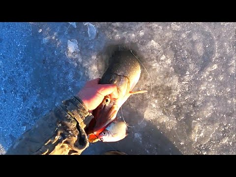 Видео: ЖОР ЩУКИ НА ЖЕРЛИЦЫ УТРОМ. Атака щуки на крупного живца. Зимняя рыбалка на щуку.