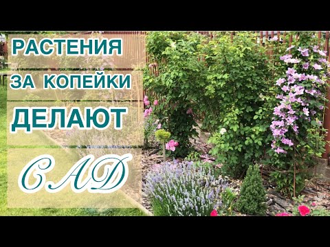 Видео: В КАЖДОМ САДУ ЕСТЬ ЛЮБИМЫЕ РАСТЕНИЯ. КОСТЯК САДА ИЗ ПРОСТЫХ