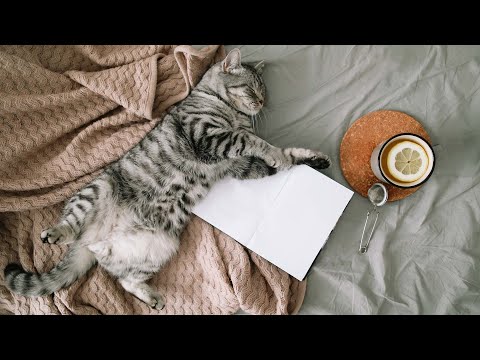 Видео: [Без рекламы] Нежный звук арфы для успокоения кошек🐈Музыка для успокоения ума, кошкам нравится