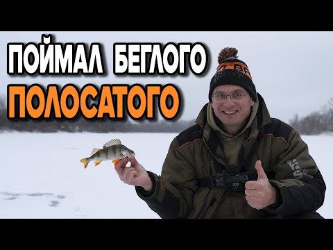 Видео: Второй первый лёд! Такого окуня на зимней рыбалке Дядя Фёдор ещё не ловил!