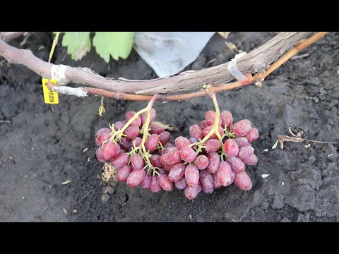 Видео: Сигналки на прищепах 2025 року. Часткове та повне перещеплення кущів.