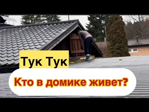 Видео: Кто живет на чердаке? Руки растут не с того места #жизньвфинляндии#дом#осень 
