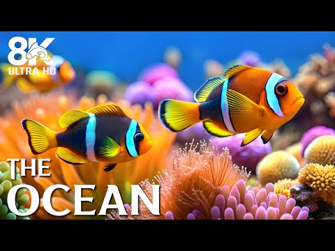 Видео: Аквариум мечты 8K 🐟 Морская жизнь, животные и коралловый риф — звуки аквариума для глубокого сна