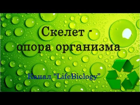 Видео: Скелет - опора организма
