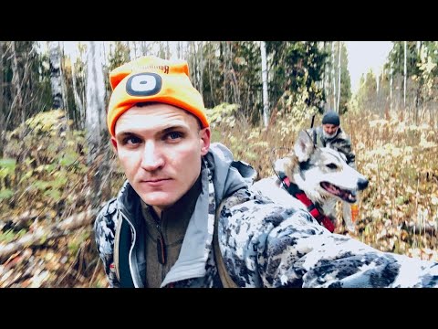Видео: Охота с лайками в Северо-западной тайге