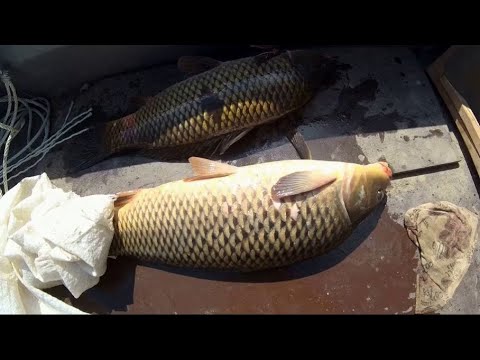 Видео: Сазаны. Слабый клев. Рыбалка на Амуре.