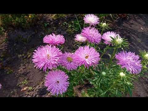Видео: 🌿 Дачная прогулка осенью | Цветы, кустарники и забота о саде