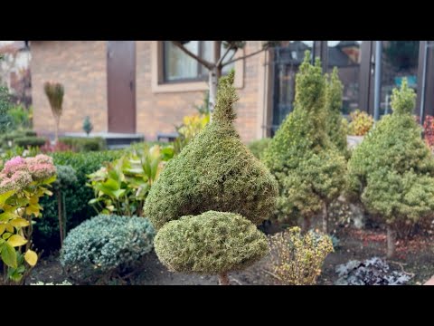 Видео: ВСЕ ЧТО УСПЕЛА! СТРИЖКА: ЕЛЬ “CONICA” В ФОРМЕ «ГНОМИКА»! 11 ЧАСОВ СО СВЕТОМ💡В СУТКИ!