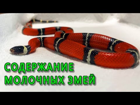 Видео: Содержание Молочных змей в домашних условиях (Lampropeltis triangulum sinaloae).
