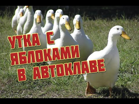 Видео: Утка с яблоками в автоклаве  Утиная домашняя тушенка