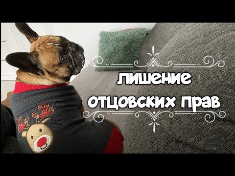 Видео: Кастрация французского бульдога. До и После